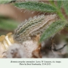 kretania eurypilus zamotajlovi larva 3